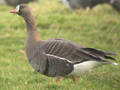 Russian White-fronted Goose